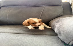 Cavalier King Charles Spaniel dogs for sale: King Charles spaniel puppies  - Advert 4