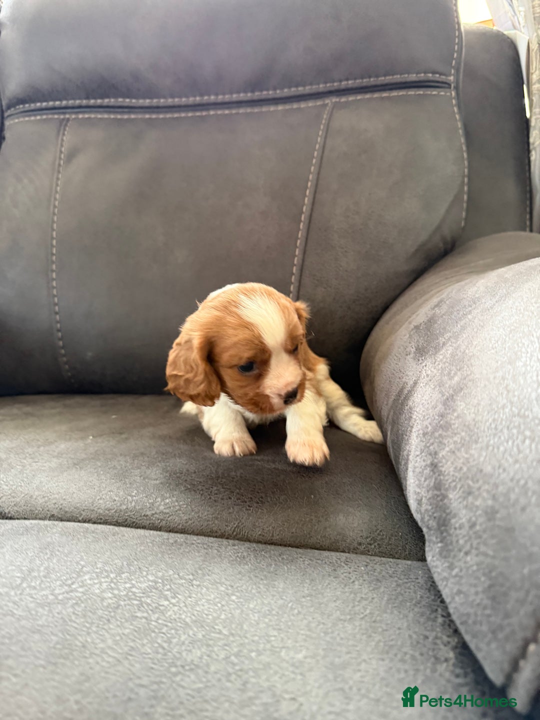 Cavalier King Charles Spaniel dogs for sale: King Charles spaniel puppies  - Advert 4