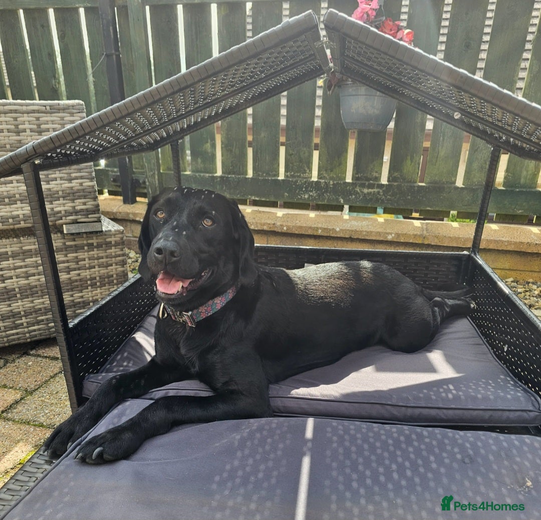 Springador dogs for sale: SPRINGADOR PUPPIES LOOKING FOR LOVING HOMES!  - Image 5