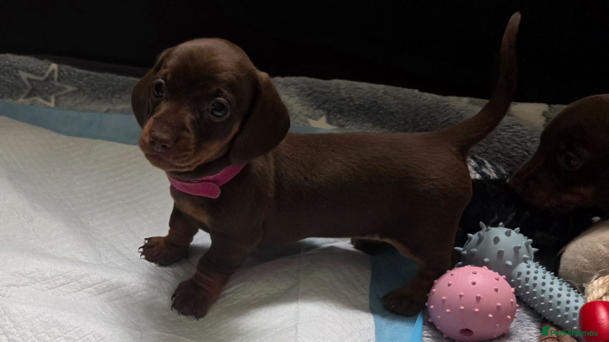 Miniature Dachshund dogs KC Registered Miniature Dachshund Puppies - Advert 1