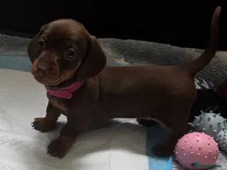 Miniature Dachshund dogs KC Registered Miniature Dachshund Puppies - Advert 1