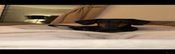 Miniature Dachshund dogs for stud: Black and Tan smooth haired miniature dachshund - Advert 7