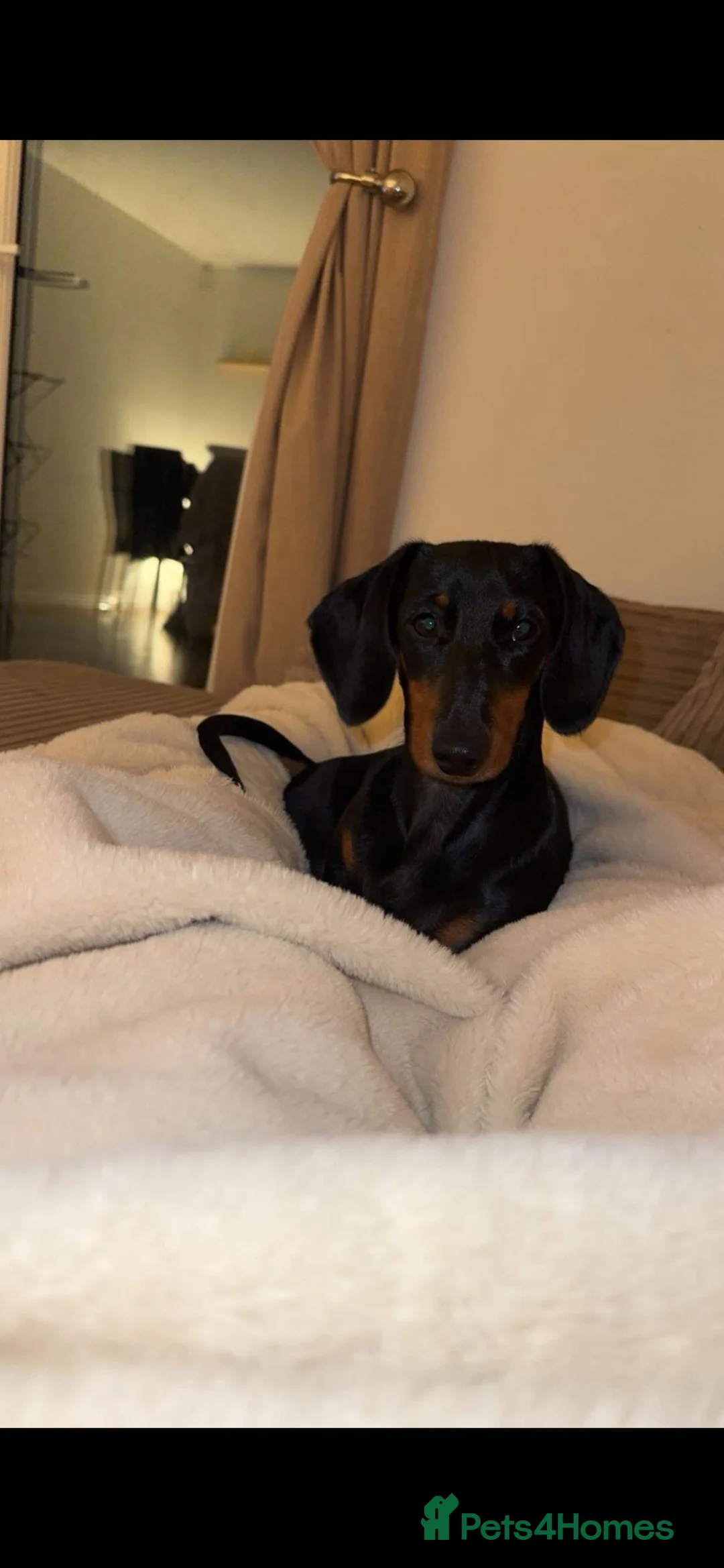 Miniature Dachshund dogs for stud: Black and Tan smooth haired miniature dachshund - Advert 7