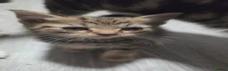 British Shorthair cats for sale: British shorthair  - Advert 3