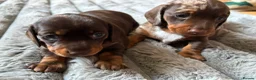 Miniature Dachshund dogs for sale: Two miniature dachshund  - Advert 9