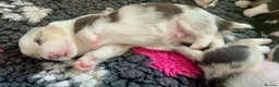 Welsh Corgi Cardigan dogs for sale: Top Quality KC Pedigree Corgi Cardigan Puppies - Advert 3
