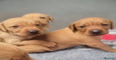 Hungarian Vizsla dogs - Advert 2