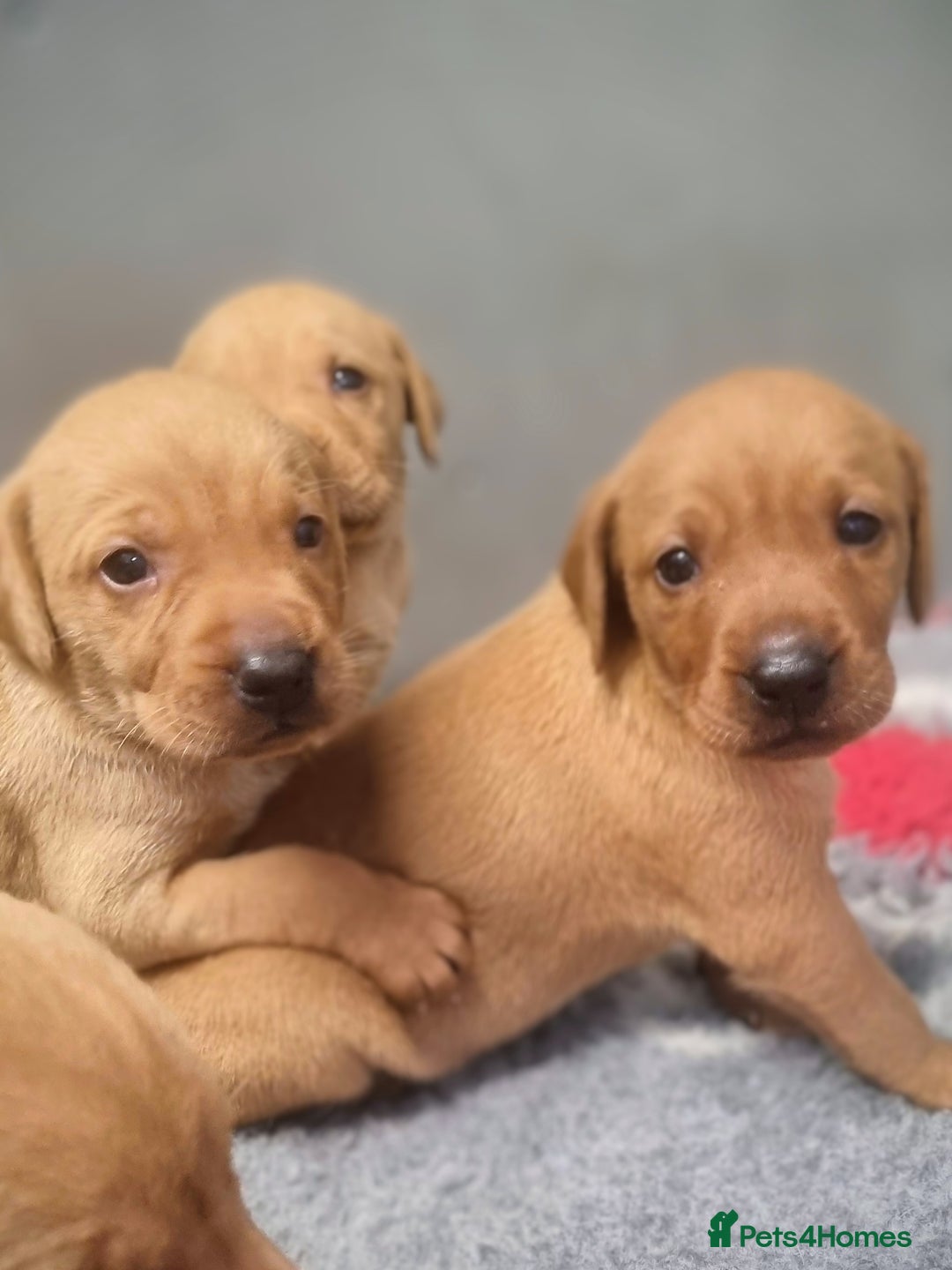 Hungarian Vizsla dogs for sale: Hungarian Vizsla x Fox Red Labrador Puppies - Image 11