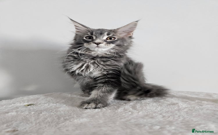 Maine Coon cats - Advert 14