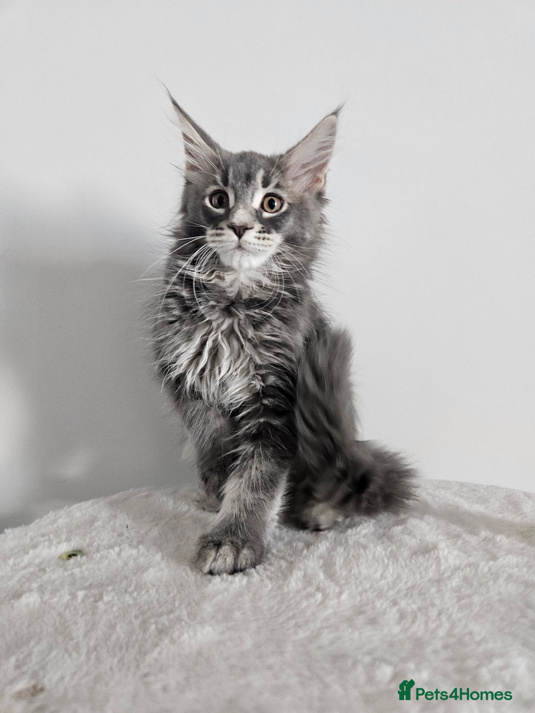 Maine Coon cats for sale: Maine coon female  - Image 1