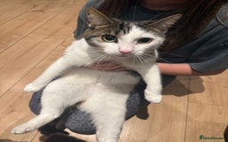 British Shorthair cats for sale: DOMESTIC SHORTHAIR Male - chipped and neutered  - Advert 2