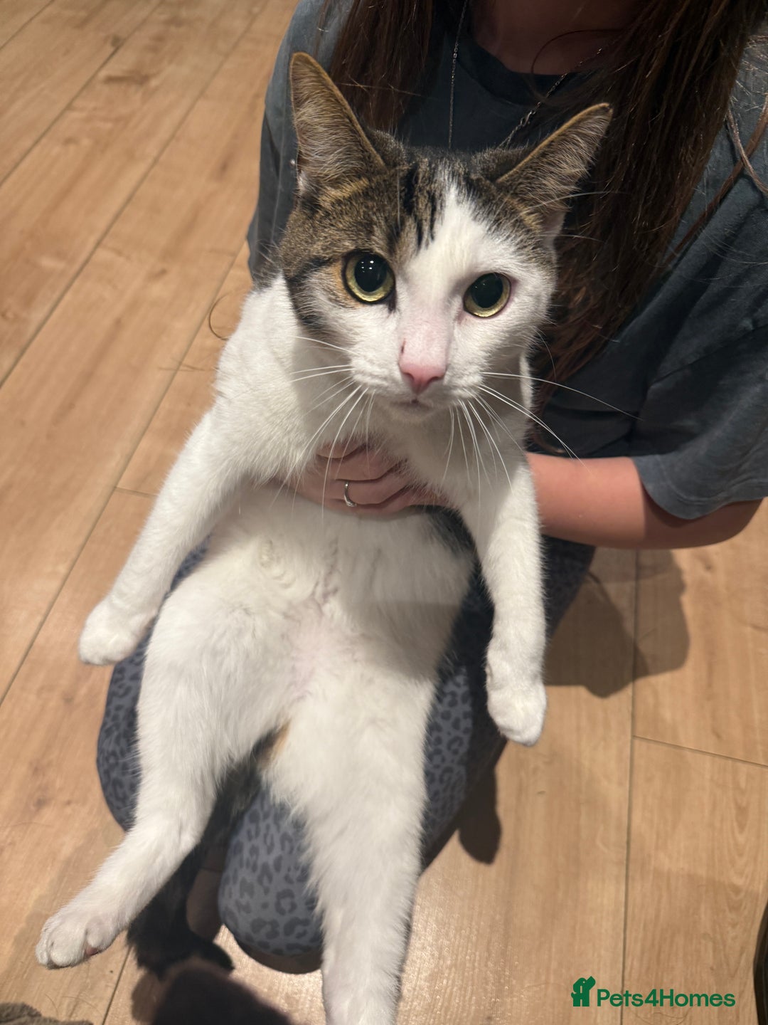 British Shorthair cats for sale: DOMESTIC SHORTHAIR Male - chipped and neutered  - Advert 2