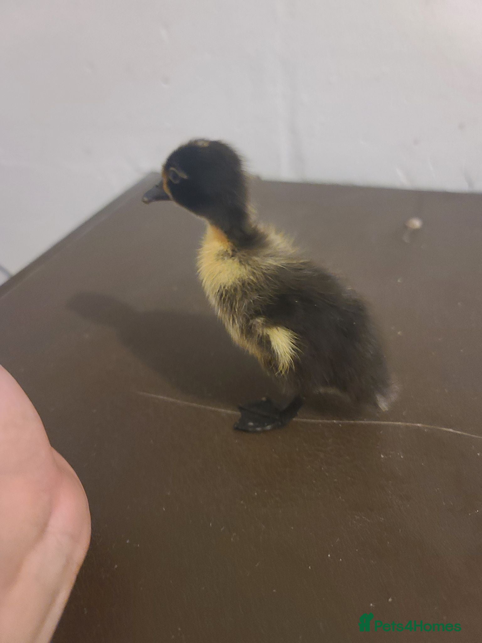 Ducks poultry ☆ Mixed unsexed ducklings looking for a new home ☆ - Advert 14