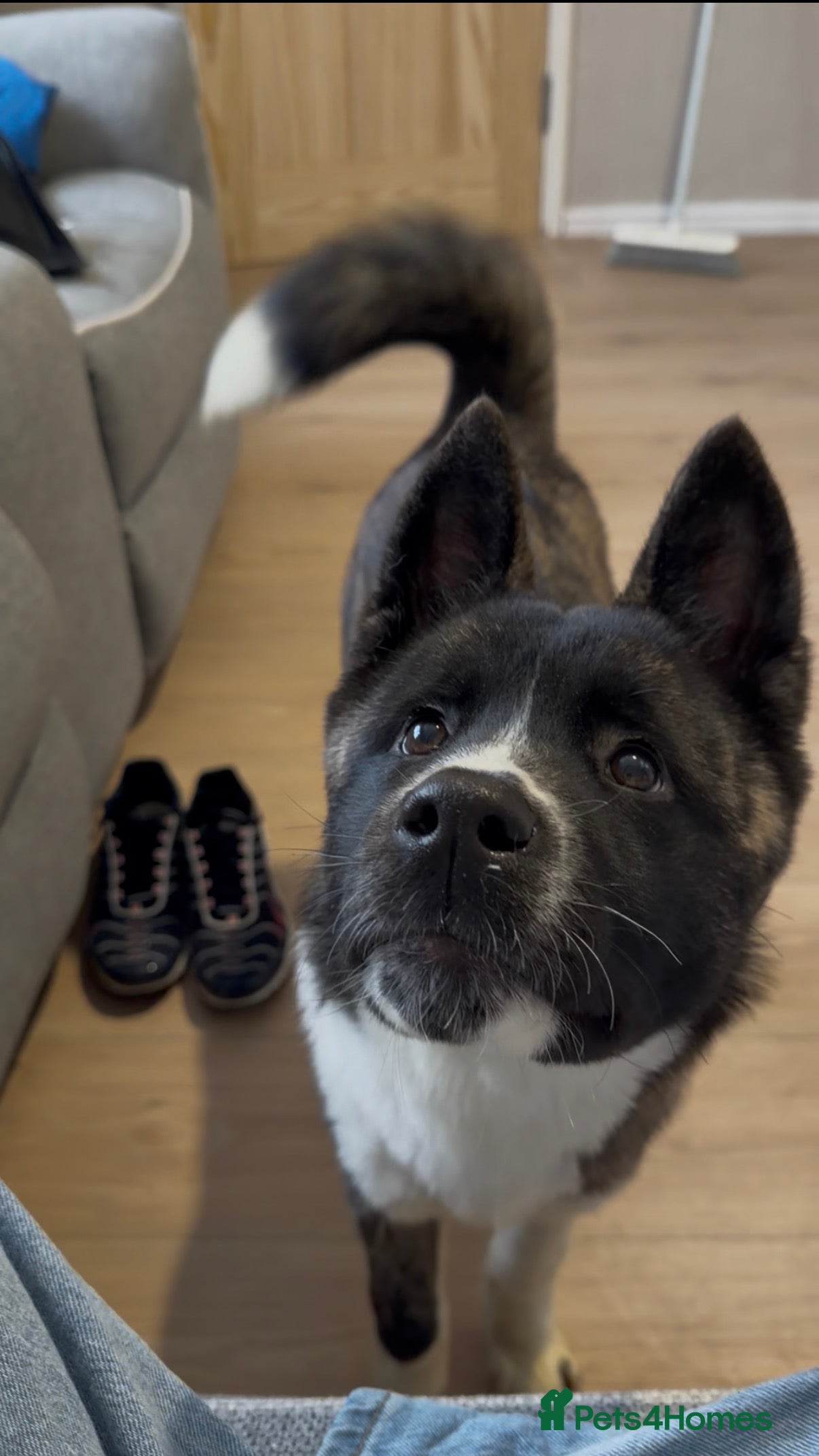 Akita dogs Nova the american akita  - Advert 1