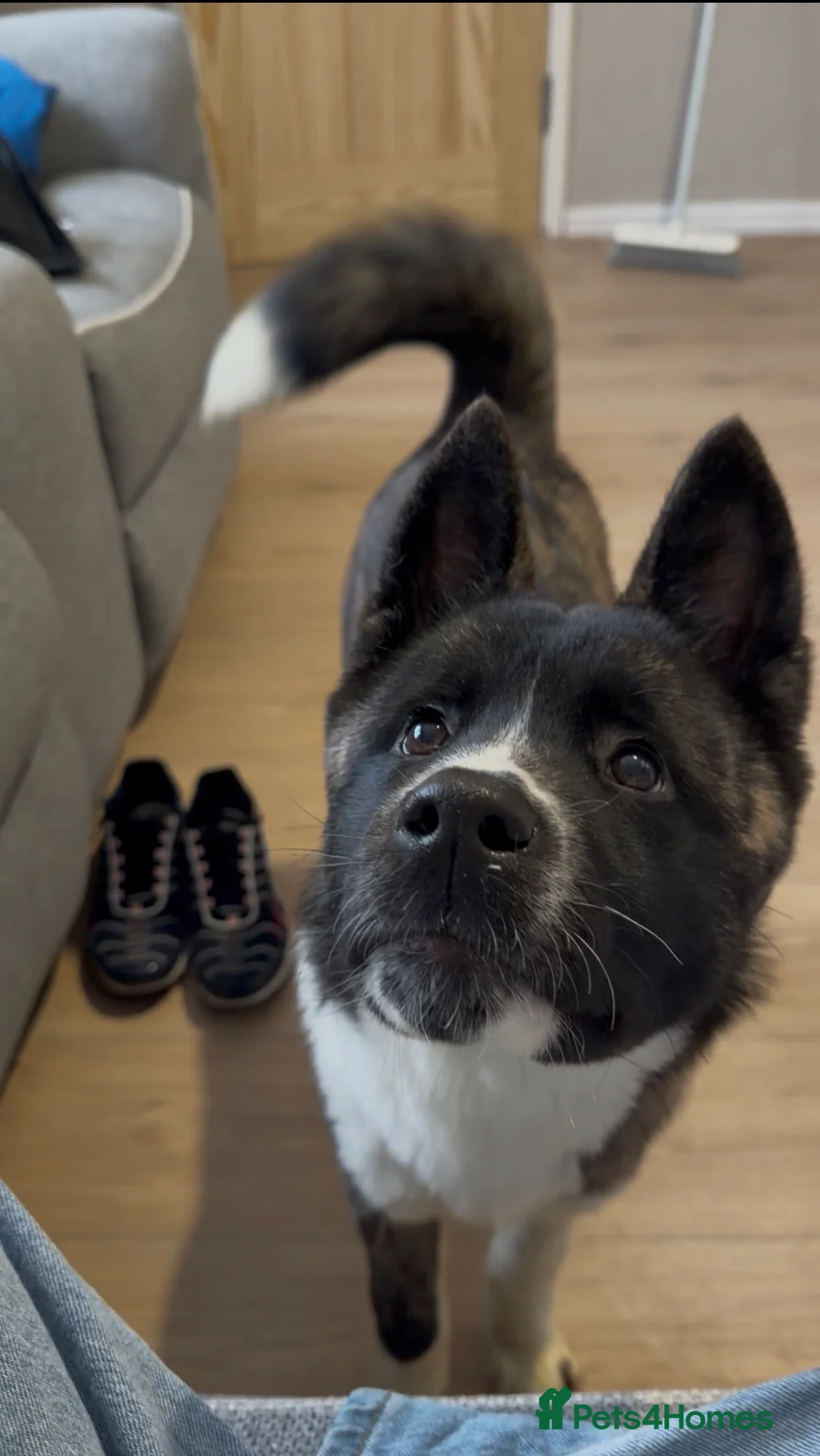 Akita dogs for sale: Nova the american akita  - Advert 1