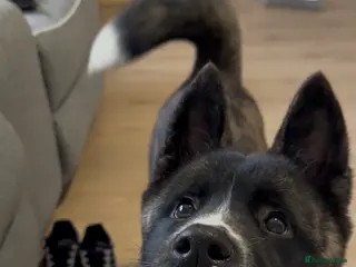 Akita dogs Nova the american akita - Advert 1