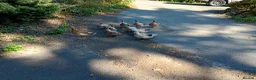Ducks poultry for sale: Brecon buff ducks for sale in Builth Wells - Advert 2