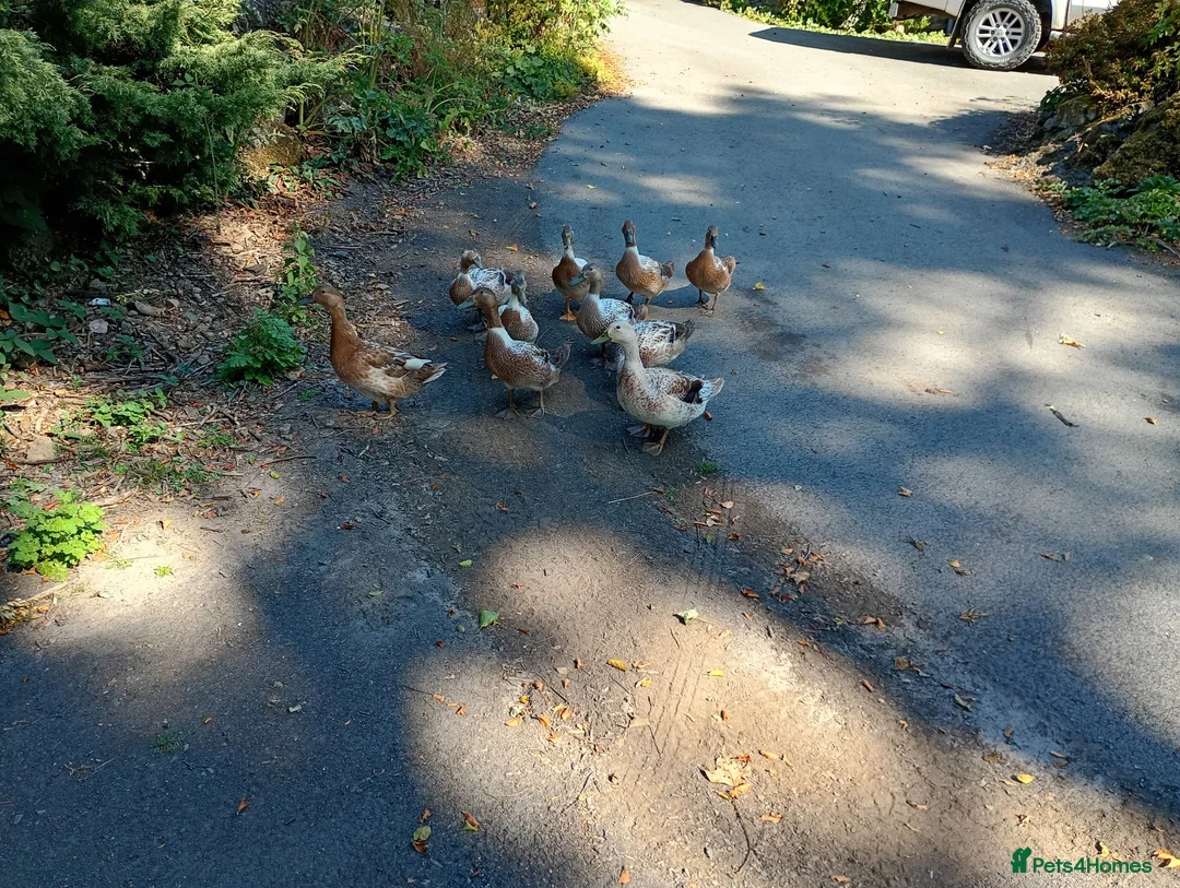 Ducks poultry for sale: Brecon buff ducks for sale in Builth Wells - Advert 2