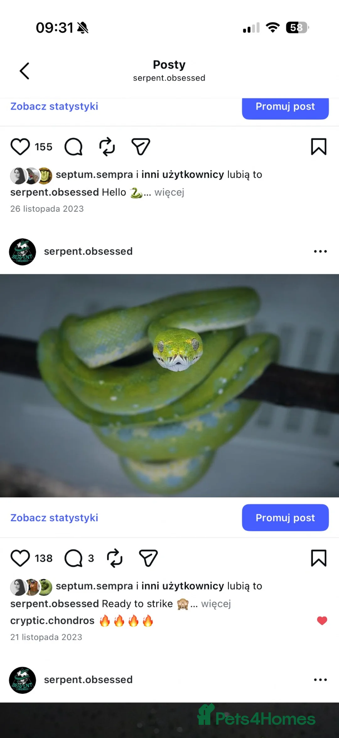 Python Snake reptiles for sale: Baby Green Tree Pythons (Aru x Manokwari)  in South Ockendon - Advert 6