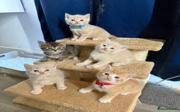 British Shorthair cats for sale: Beautiful half British shorthair kittens  - Image 1