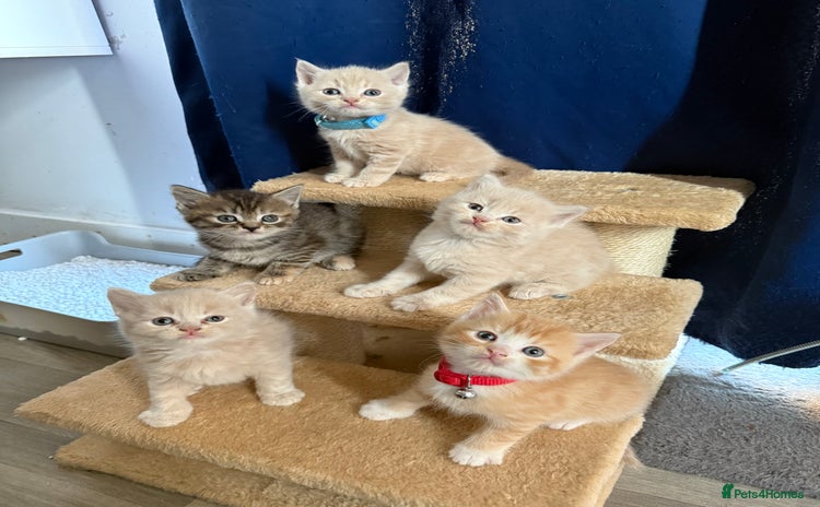 British Shorthair cats - Advert 2