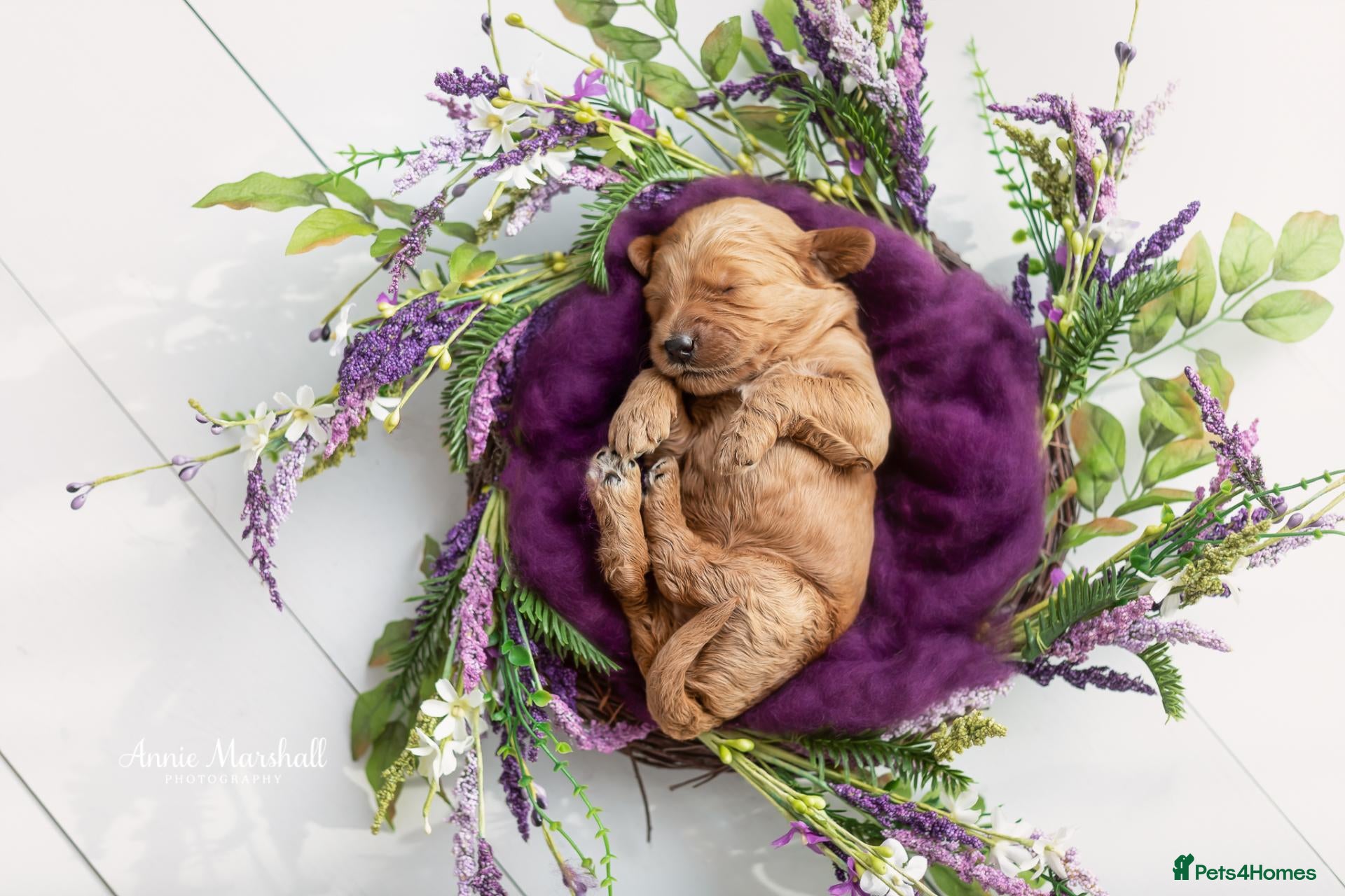 Mini Goldendoodle dogs DEC 26 PUPS Licensed Breeder & POLICE K9 Trainer - Advert 2