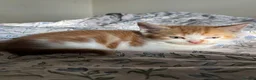 Mixed Breed cats for sale: Adorable Mixed-Breed Kittens Ready for Loving Home - Advert 2