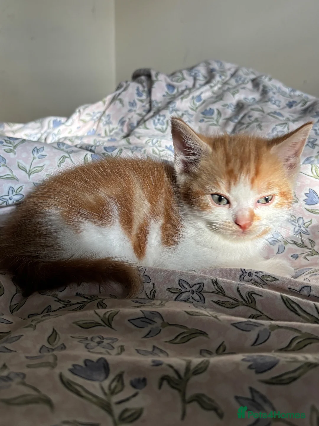 Mixed Breed cats for sale: Adorable Mixed-Breed Kittens Ready for Loving Home - Advert 2