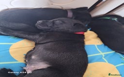Labrador Retriever dogs for sale: Pedigree Black labrador pups  - Image 6