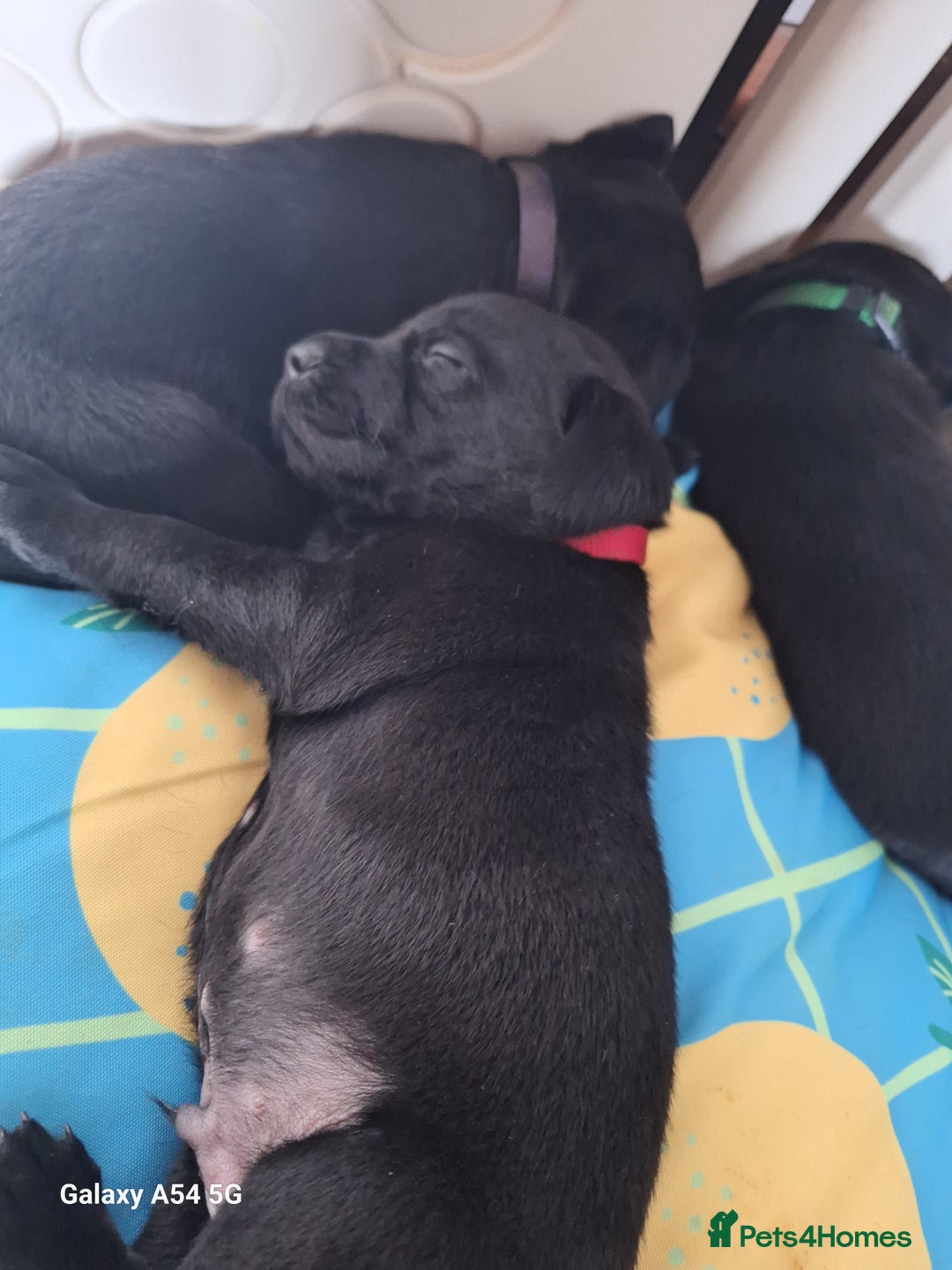 Labrador Retriever dogs for sale: Pedigree Black labrador pups  - Image 6