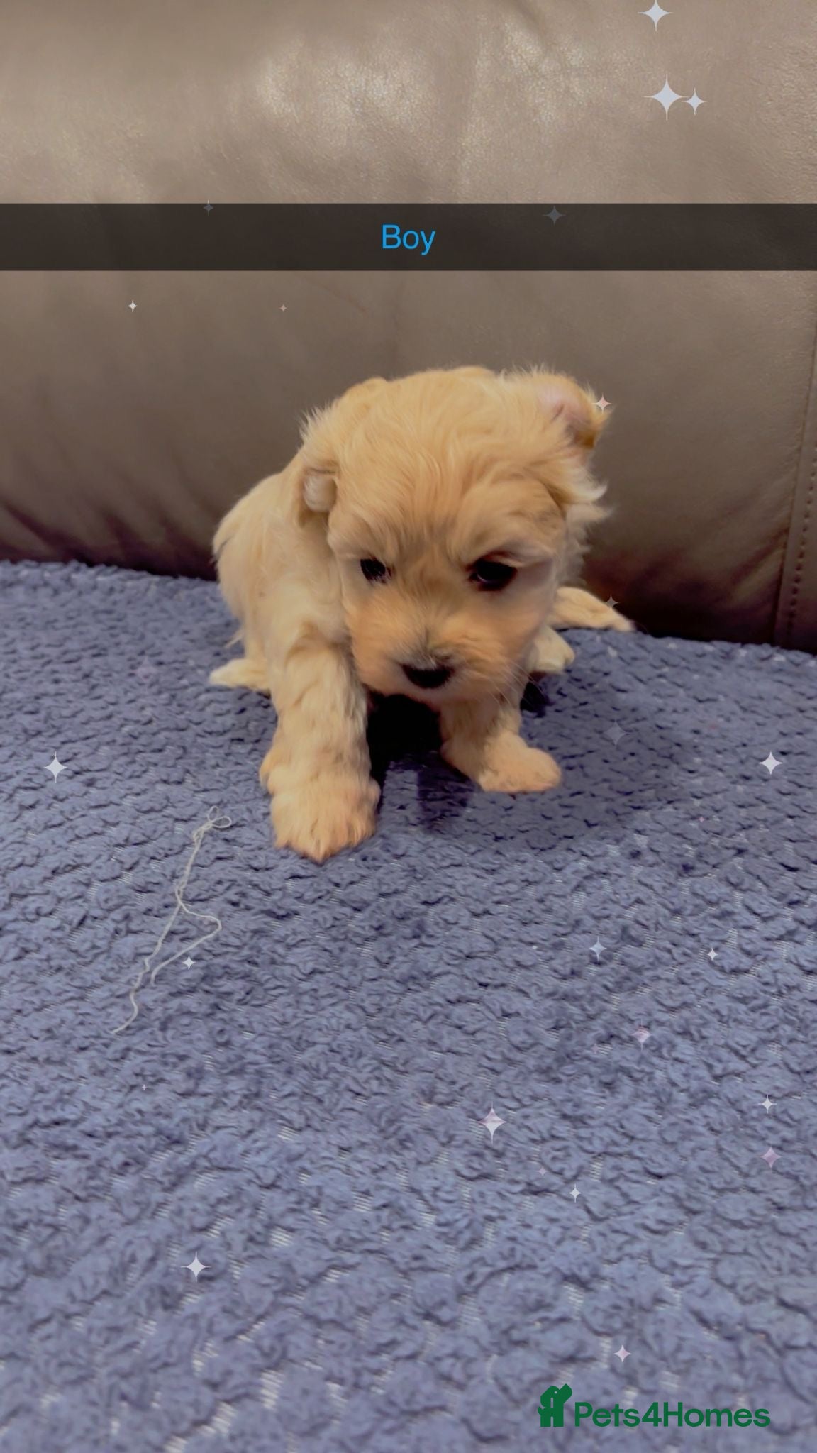 Maltipoo dogs Maltipoo puppies  - Advert 11