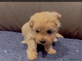 Maltipoo dogs Maltipoo puppies - Advert 11