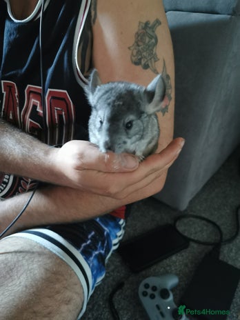 Chinchilla rodents - Advert 19