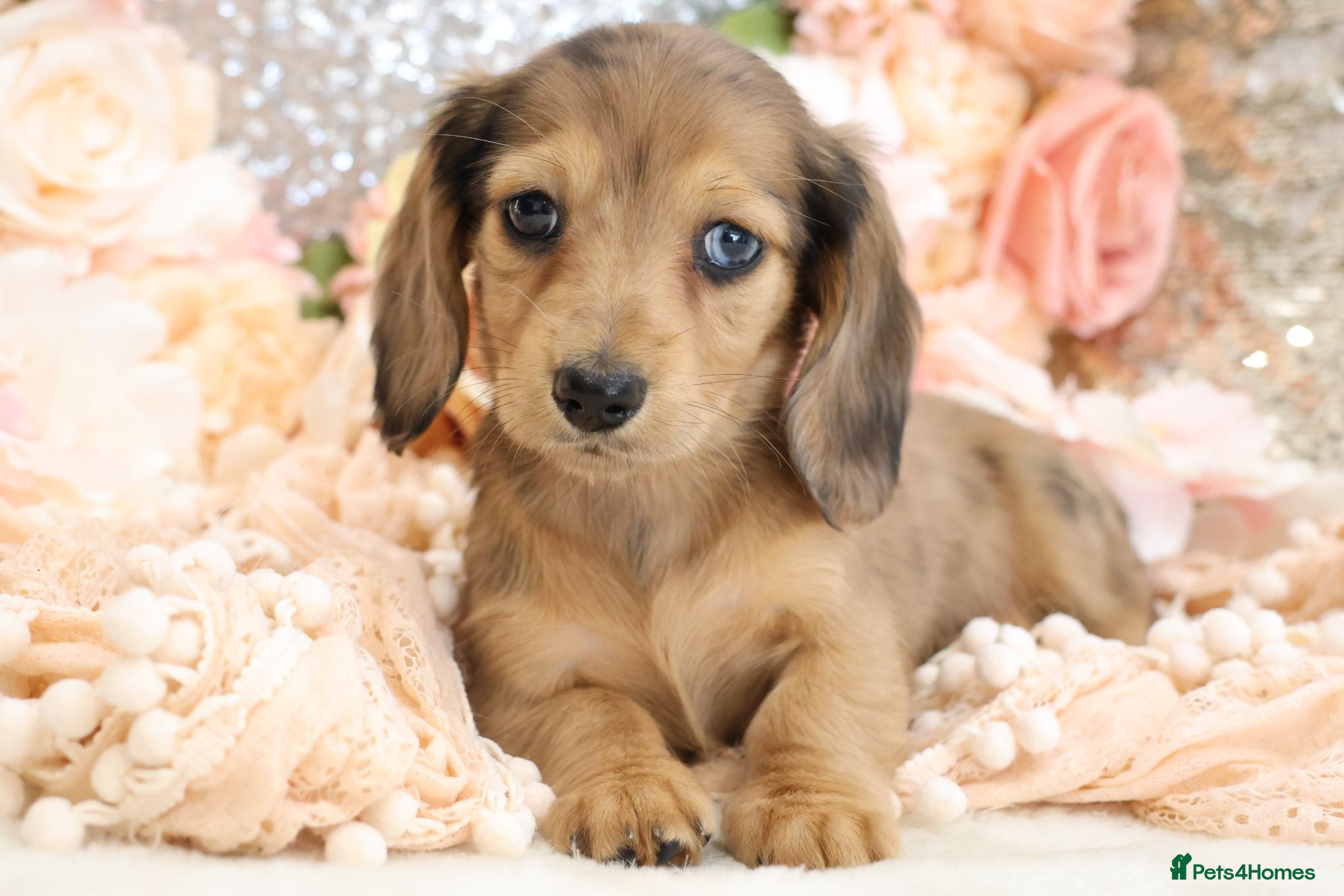 Miniature Dachshund dogs KC Longhair Miniature Dachshund Puppies - Advert 18