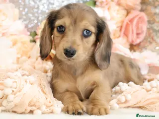 Miniature Dachshund dogs KC Longhair Miniature Dachshund Puppies - Advert 18