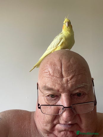 Cockatiels birds - Advert 15