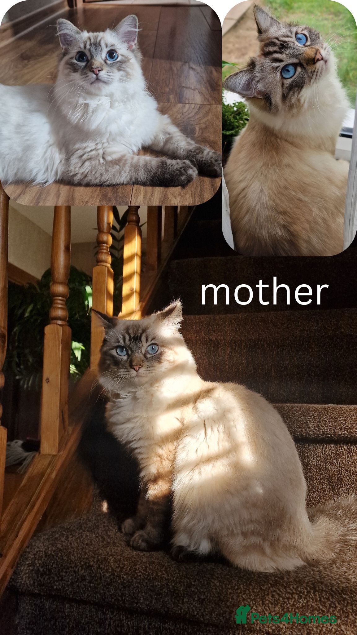 Ragdoll cats gorgeous ragdolls - Champion Bloodlines - Advert 2