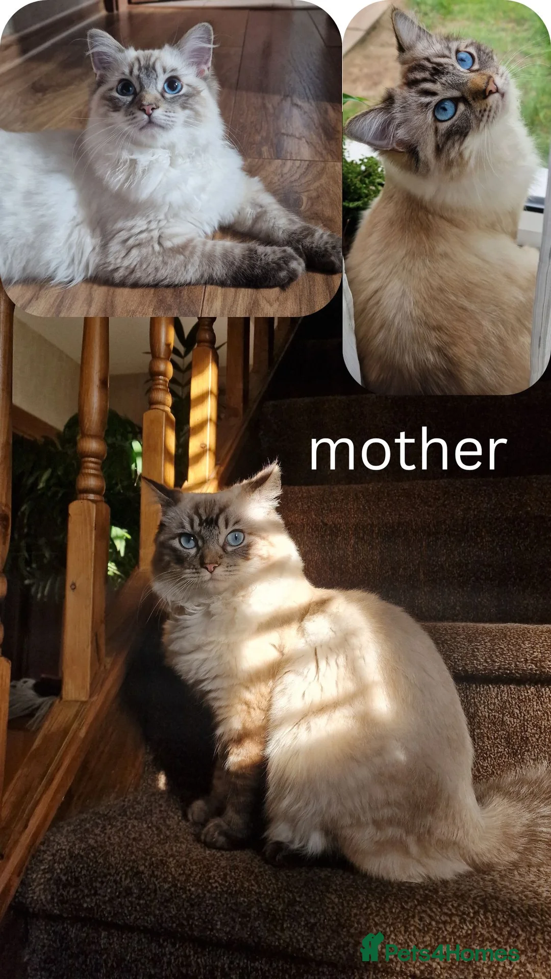 Ragdoll cats for sale: gorgeous ragdolls - Champion Bloodlines - Advert 2