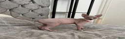 Sphynx cats for sale: Special Reduced Price Blue-Eyed Sphynx / TICA Reg - Advert 25