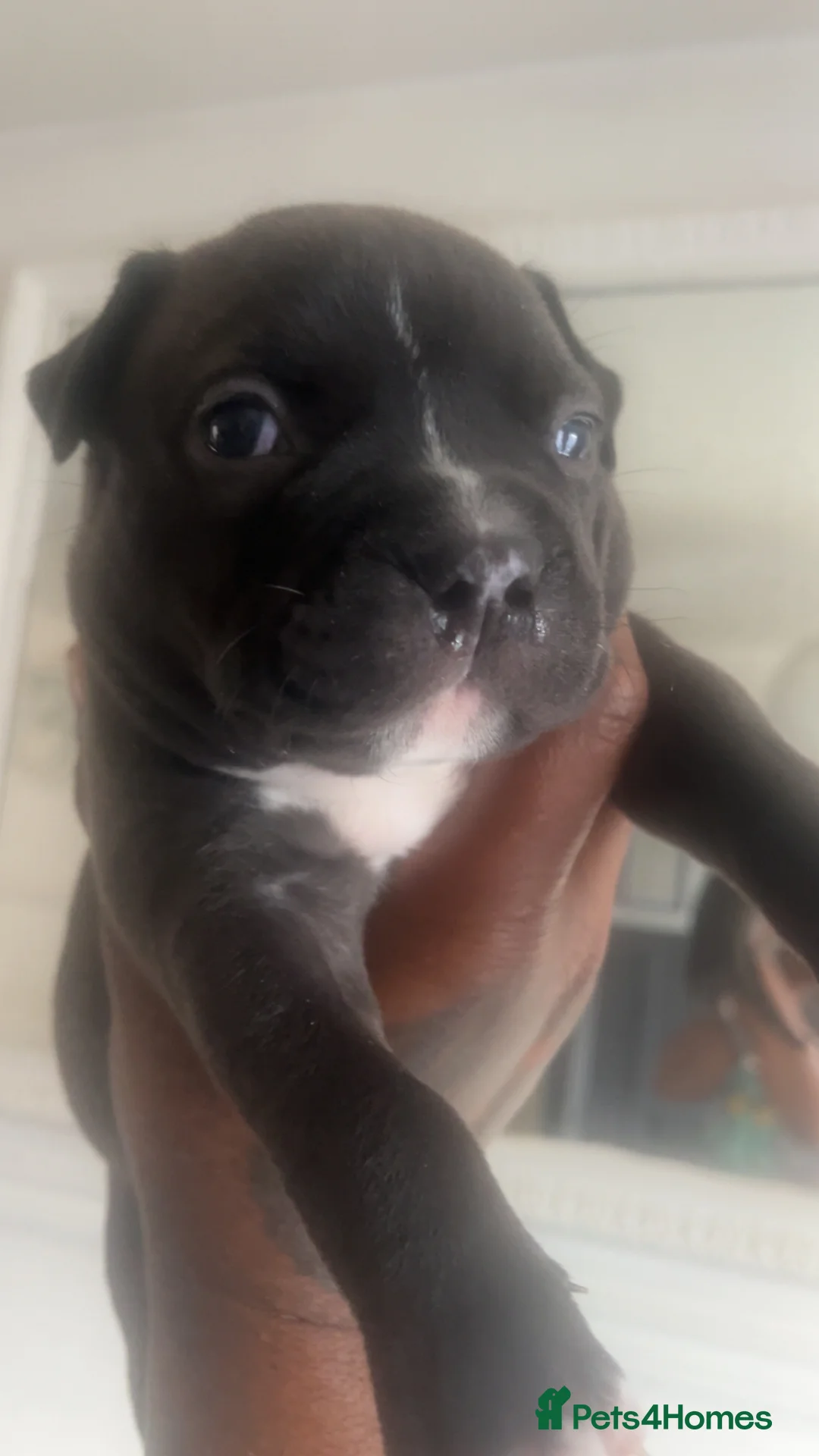 Mixed Breed dogs for sale: Puppies for sale - Advert 2