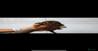 German Shepherd dogs - Advert 8