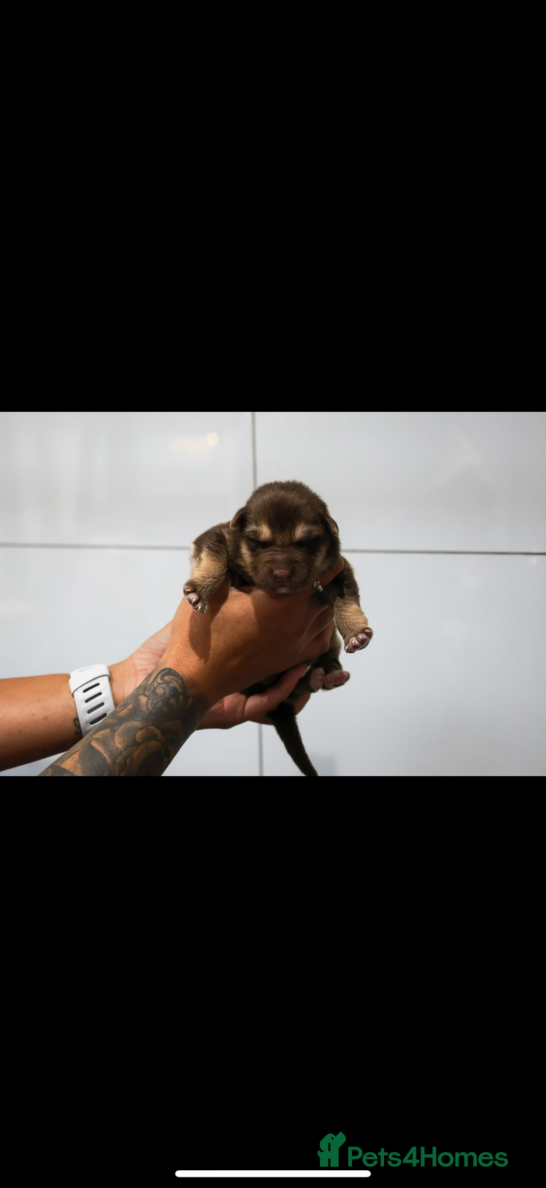 German Shepherd dogs for sale: ❤️KC pups ✨ health tested parents  - Advert 7