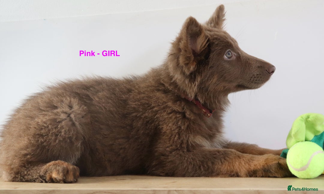 German Shepherd dogs for sale: German Shepherd puppies - Image 5