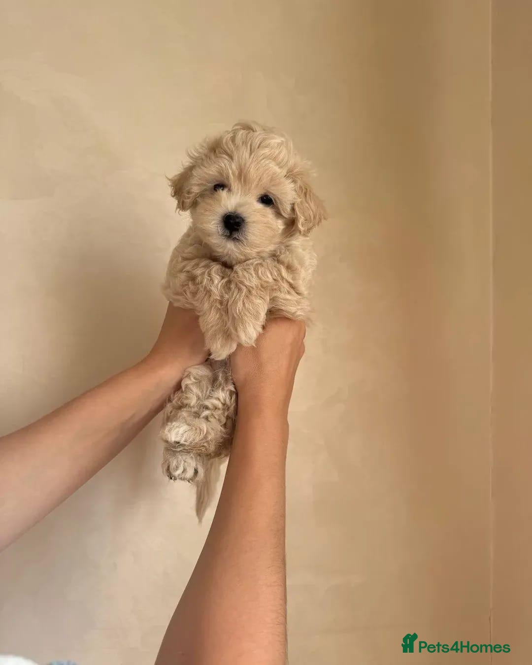 Maltipoo dogs for sale: Stunning Maltipoo Puppies  Adorable  Sweethearts!  - Advert 10