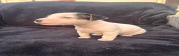 Jack Russell dogs for sale: Jack Russell puppies for sale  - Advert 6