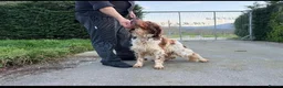 English Setter dogs for adoption: Luis  in Tonypandy - Advert 5
