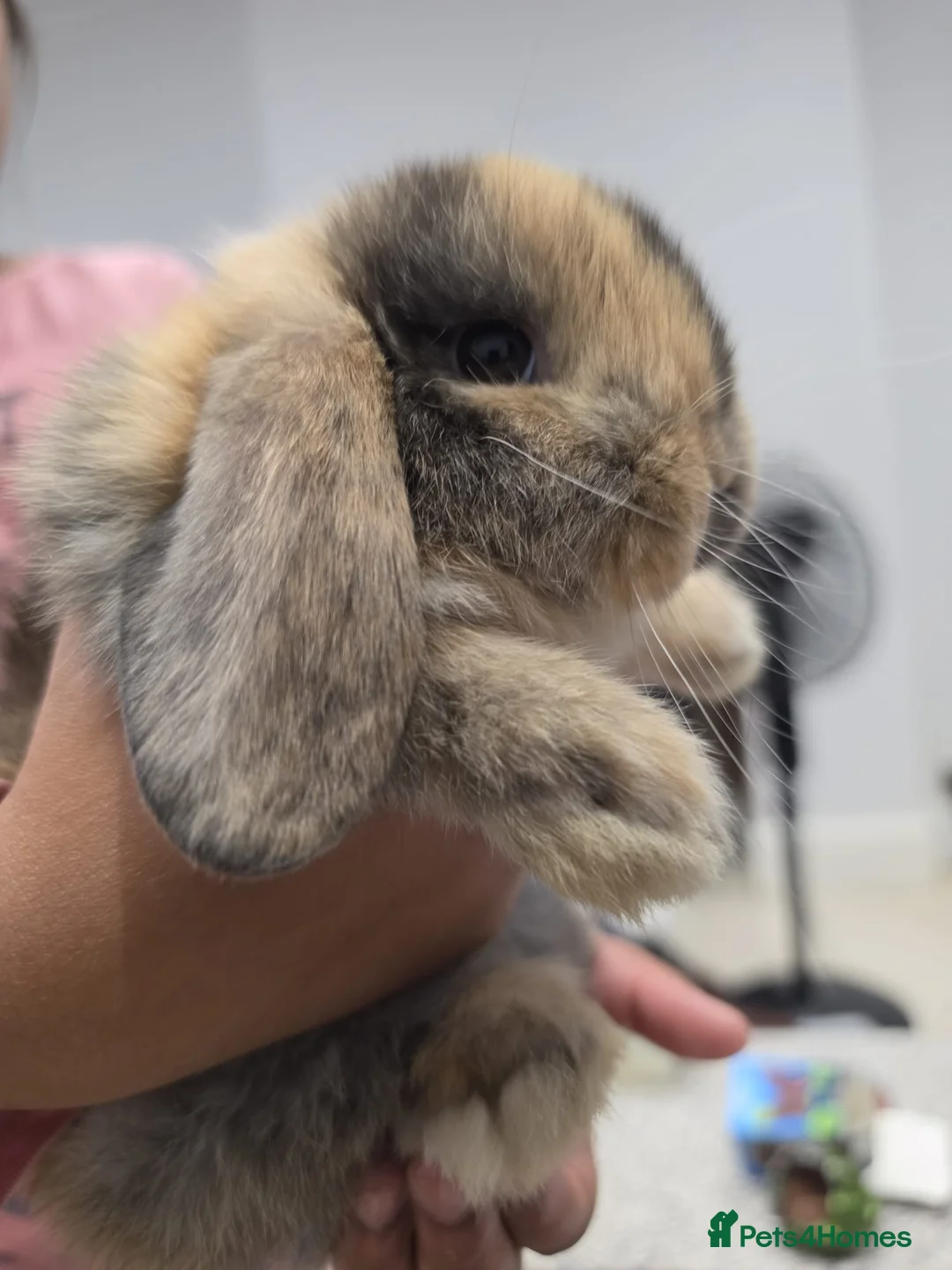 Mini Lop rabbits for sale: 3 Cute Purebred Mini Lop Babies ready to go - Advert 4