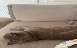 British Shorthair cats for sale: 8 months lilac male British Shorthair - Image 2