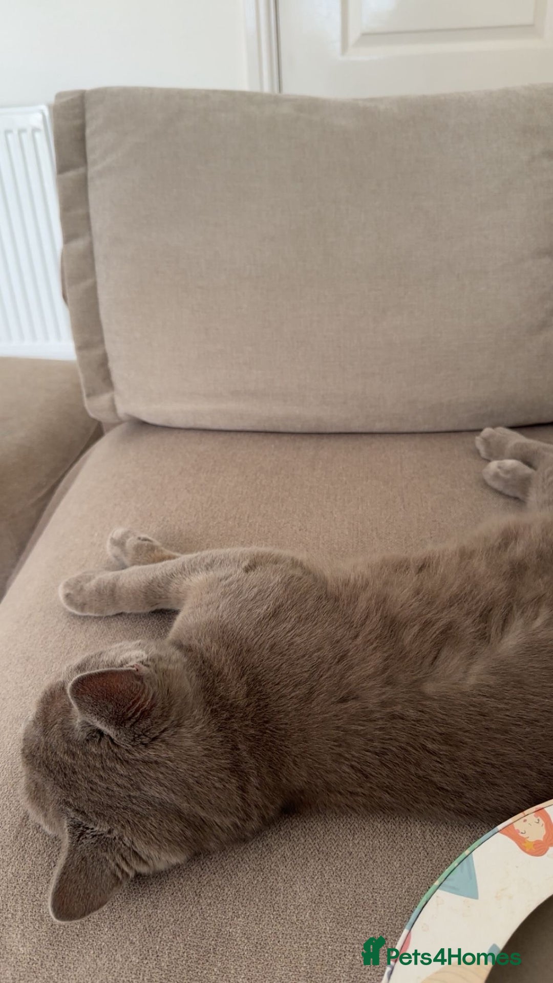 British Shorthair cats for sale: 8 months lilac male British Shorthair - Image 2