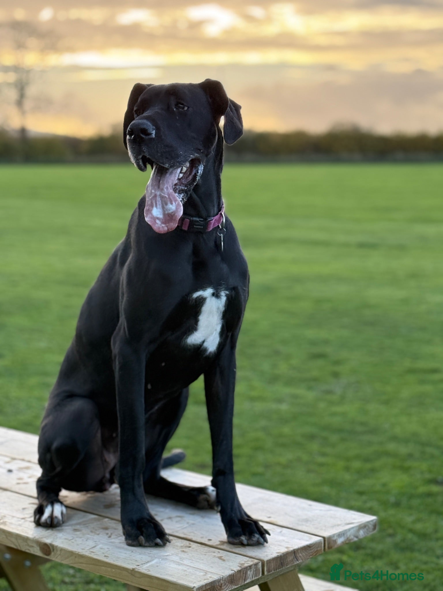 Great Dane dogs Nala  - Advert 6